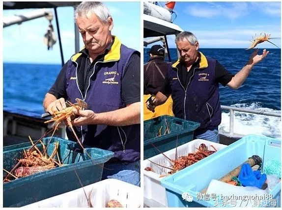 生长在国家公园外海，出门就坐直升飞机的海鲜：新西兰岩龙虾！