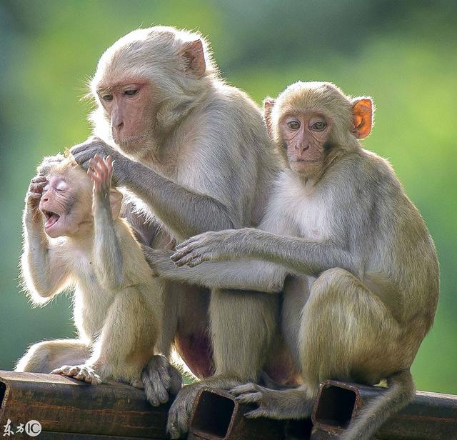 动物母子的搞笑画面，调皮孩子惹的动物妈妈无可奈何