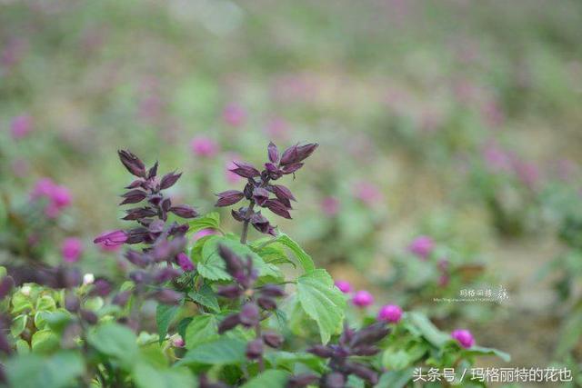 园丁：自然界开黑色花的植物最全，这18种你都见过吗？