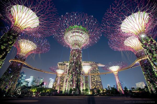 「新加坡必去景点」滨海湾花园，绝美的擎天树！