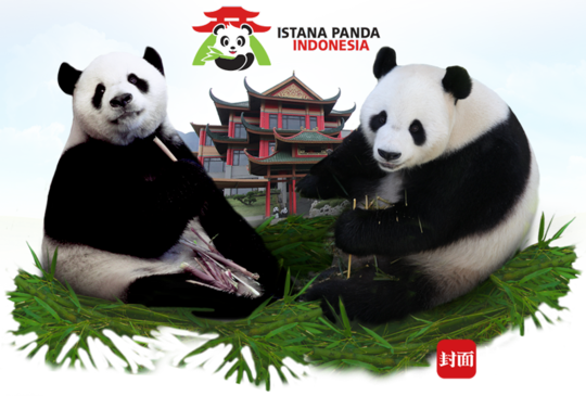 四川出发 一路向南·印尼篇⑨｜总统接风全民热宠 旅居印尼的“彩陶”获“海外最受欢迎大熊猫”银奖