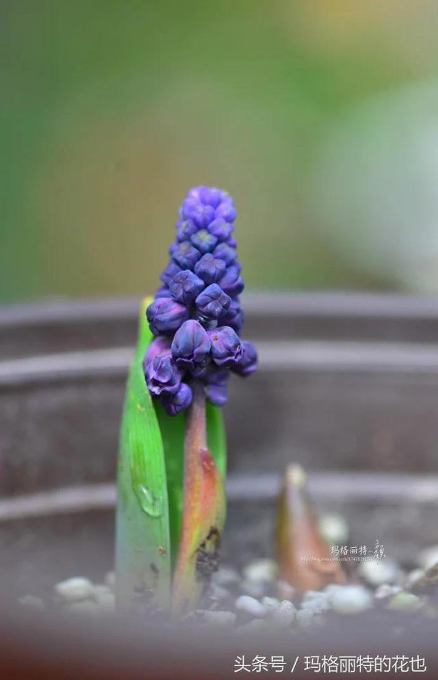 园丁：自然界开黑色花的植物最全，这18种你都见过吗？