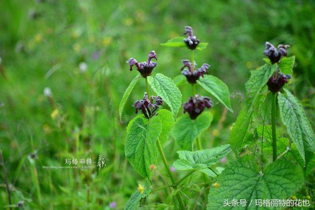 园丁：自然界开黑色花的植物最全，这18种你都见过吗？