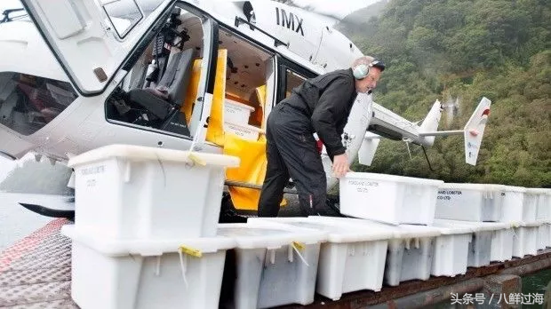 生长在国家公园外海，出门就坐直升飞机的海鲜：新西兰岩龙虾！