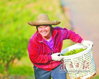 一片茶叶的创新进化史