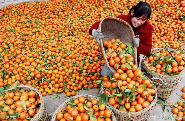 四川南充：中国四川玛瑙山走出国门，外国专家来学绝招