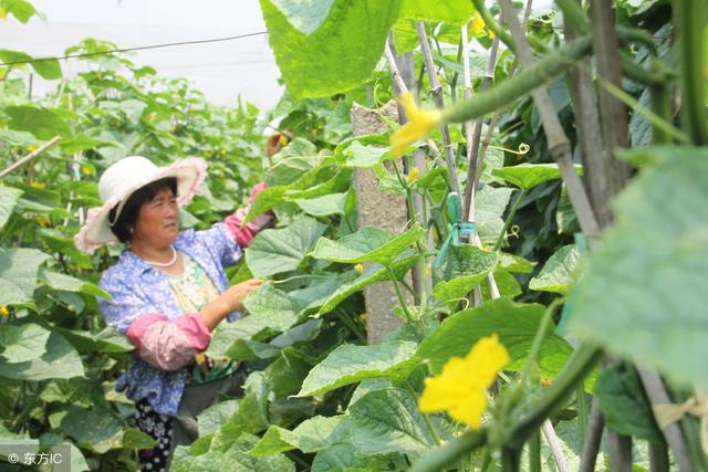 品味美好有苦涩的农村生活，介绍农家小菜园里的大众蔬，黄瓜