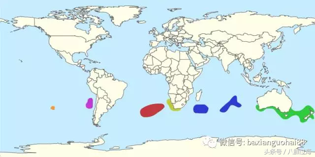 生长在国家公园外海，出门就坐直升飞机的海鲜：新西兰岩龙虾！