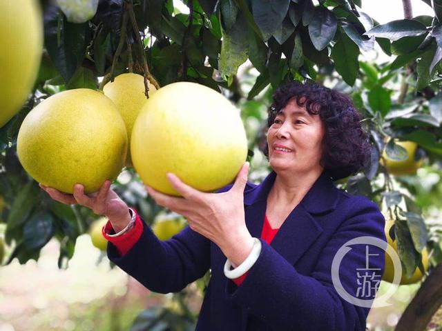德润巴渝·新时代重庆人丨五毛一个也卖不出的接龙柚 退了休的她让它卖到了国外