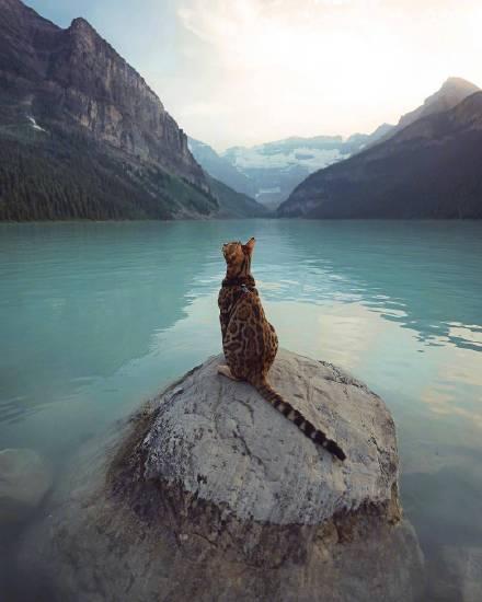 世界上最帅的猫，瞬间挑起你的征服欲