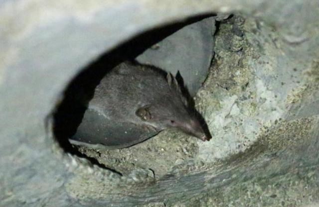 新加坡碧山闹鼠患！据说老鼠比猫还大！