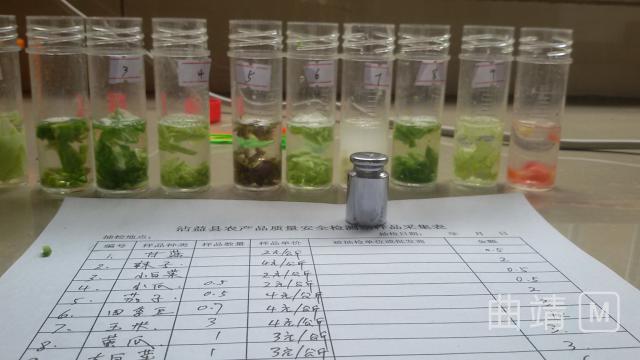 沾益：盘江镇蔬菜产业突破新瓶颈