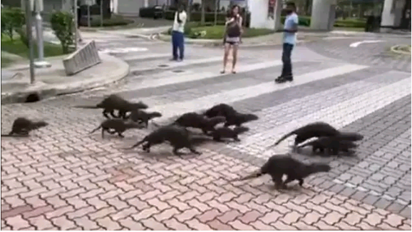 当水獭闲暇之余在新加坡逛公园，它其实是想吃“霸王餐”！