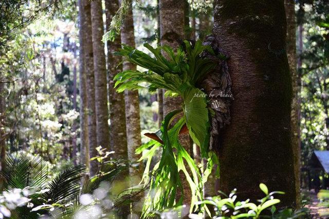 从荒芜到充实，比新加坡国土面积大3倍的沙岛可以这样玩