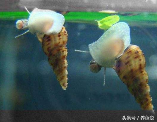 观赏鱼缸壁很脏怎么办？见识下这种生物，生物控藻之螺类奥秘