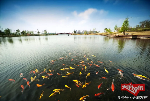 描摹未来城市样本！2035年，新区将形成全域1200公里三级绿道体系