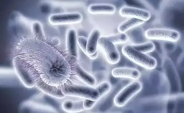 原产马来西亚的多美滋金盾被检测出阪崎肠杆菌，(AVA)通知召回