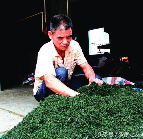 荔浦“绞股蓝村”产业提质升级：种植面积少了，产值却增加8倍！