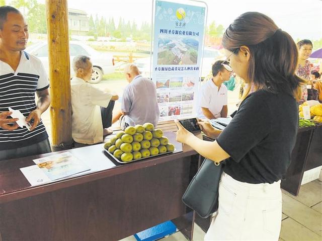 「成都区县事」都江堰猕猴桃采摘节开幕！3万斤红阳猕猴桃首次出口加拿大