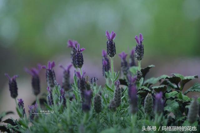 园丁：自然界开黑色花的植物最全，这18种你都见过吗？