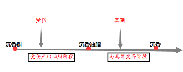 徐文祺：沉香的形成过程及其本质