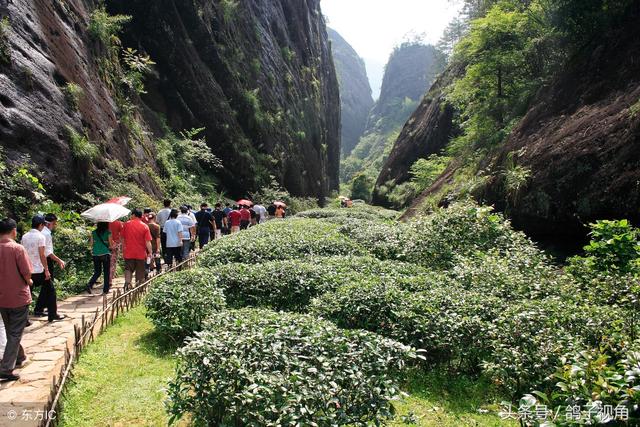 这棵茶树岁数不大，但产的茶叶值钱一斤能卖520万，有钱还买不上