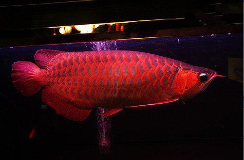 世界上最昂贵的十个动物，日本一条鱼卖到1100万元，贵的离谱