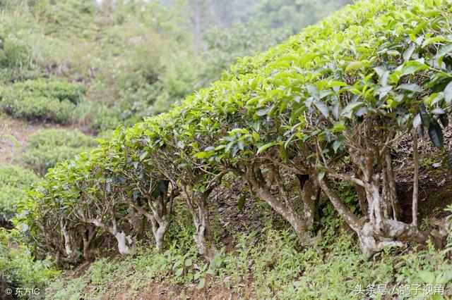 这棵茶树岁数不大，但产的茶叶值钱一斤能卖520万，有钱还买不上