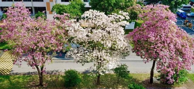 你还去日本看樱花？新加坡的樱花“一夜成名”