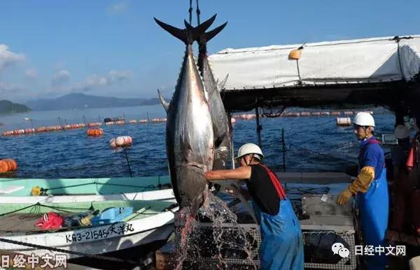 日本完全人工养殖金枪鱼瞄准海外餐桌