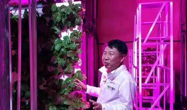 被众人看好的垂直农场，为何有些半路夭折？