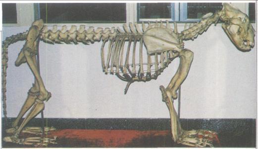 新加坡航空公司宣布停止运输狮骨