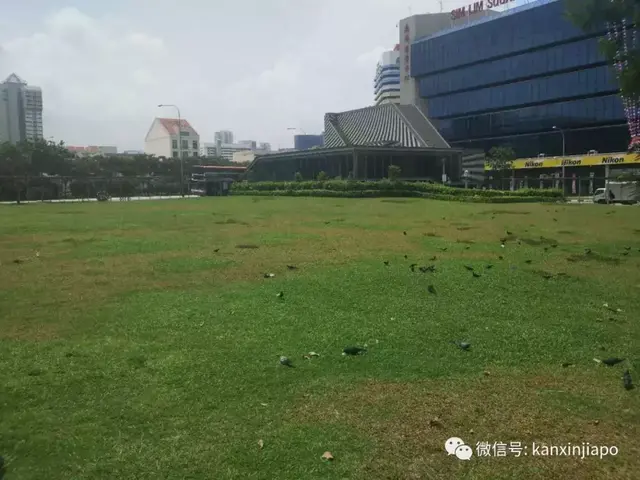 在新加坡，为什么不用担心狂犬病？