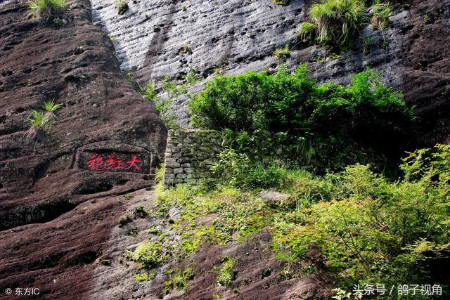 这棵茶树岁数不大，但产的茶叶值钱一斤能卖520万，有钱还买不上