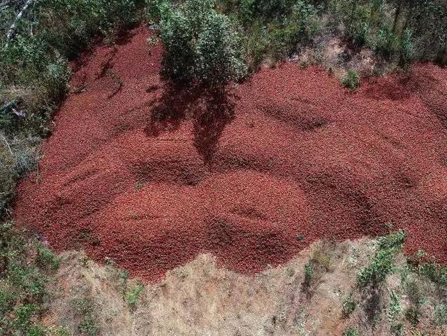 可怕！草莓藏针后，澳洲又现苹果芒果藏针，吓得超市针都不敢卖了