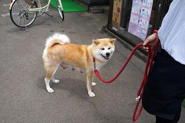 不远万里来撸狗的秋田县一日游