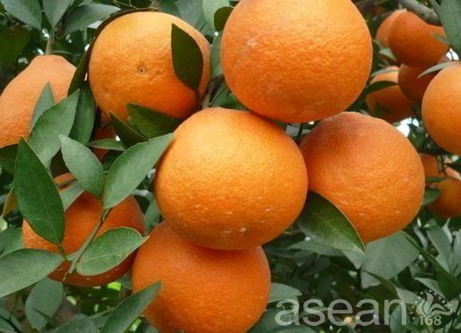 开州区特产品牌 特色小吃大盘点