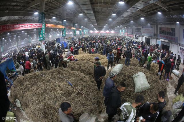 实拍全球第一人参市场，人参遍地似农村晒柴火，1天能卖1个亿