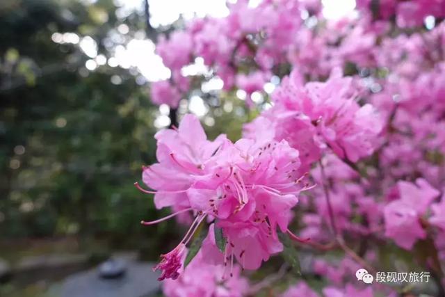 结伴趣旅行｜浪漫樱花季，我们在日本