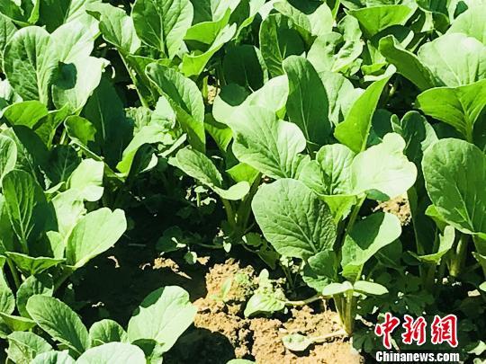 宁夏成供港蔬菜“明星产区”