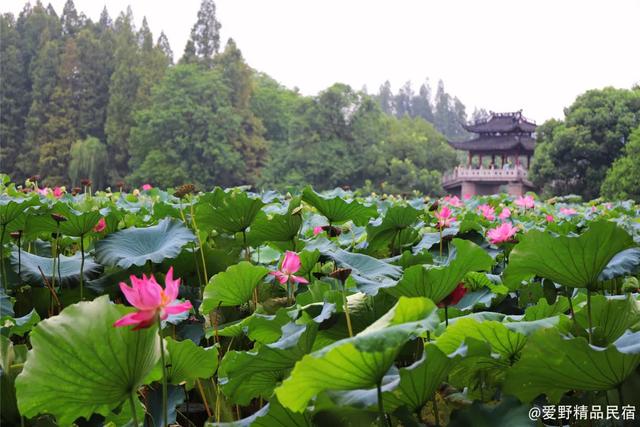 若白雅苑｜西湖边不起眼的赤山埠，竟藏着一家浪漫的法式民宿