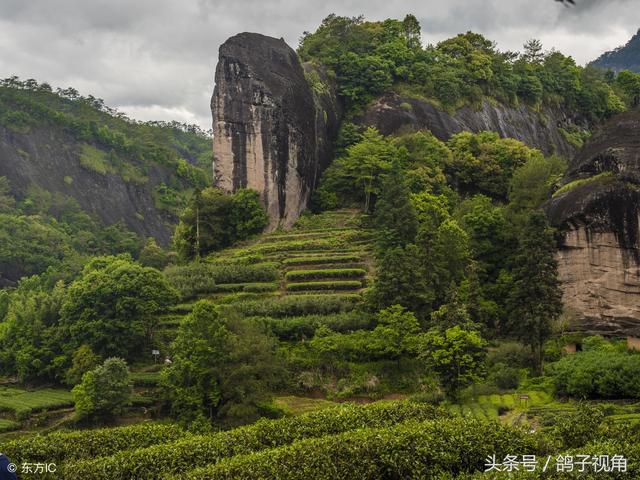 这棵茶树岁数不大，但产的茶叶值钱一斤能卖520万，有钱还买不上