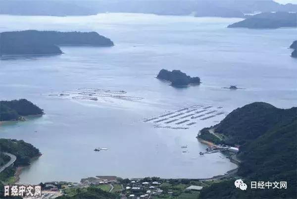 日本完全人工养殖金枪鱼瞄准海外餐桌