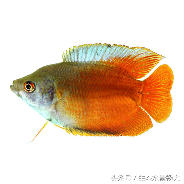 水族中的10大贵气鱼儿，观赏性极高