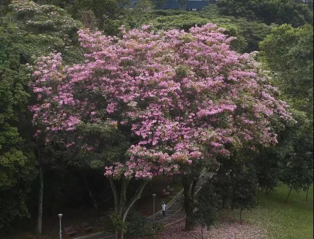 你还去日本看樱花？新加坡的樱花“一夜成名”