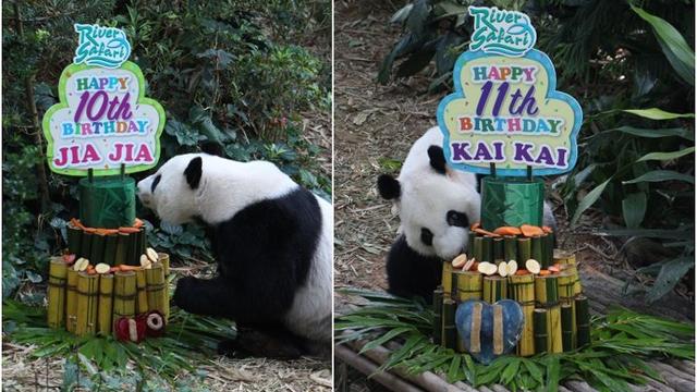 大熊猫凯凯和嘉嘉新加坡过生日，这待遇够赞！