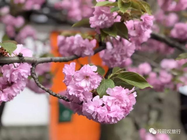 结伴趣旅行｜浪漫樱花季，我们在日本