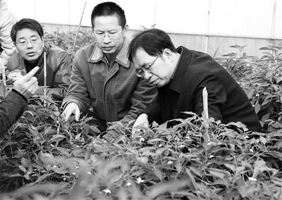 “辣椒院士”邹学校 为乡村振兴注入“辣能量”