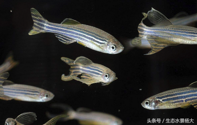 水族中的10大贵气鱼儿，观赏性极高