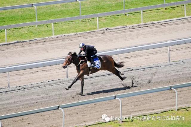 「特稿」神奇数据，助你收获百万奖金：“神奇百万黄金海岸2岁在训马拍卖会”与你相约国庆后-1赛马网